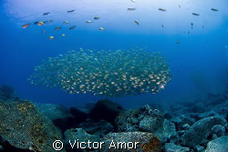 Fish ball by Victor Amor 